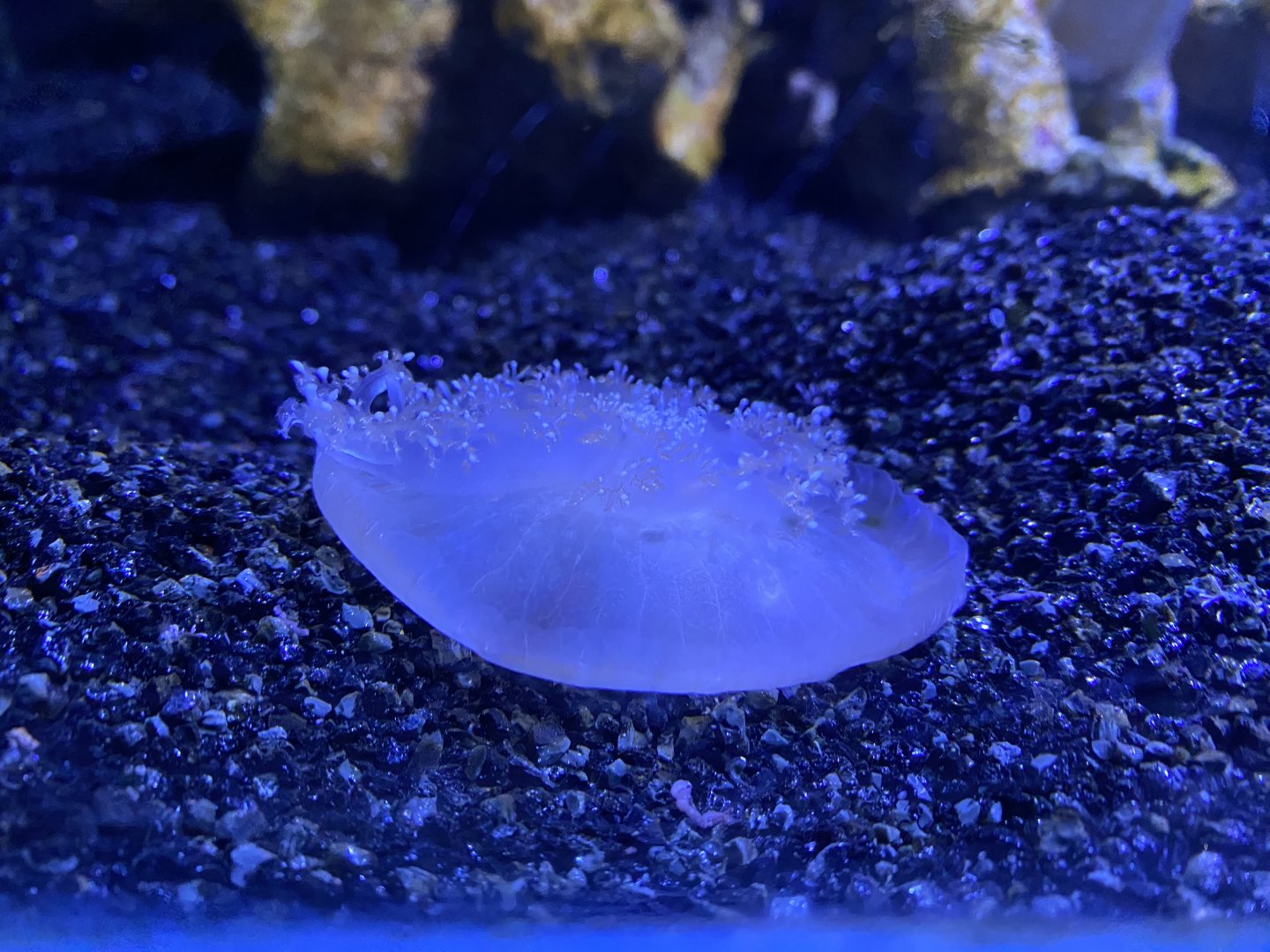 Upside down jellyfish 060125