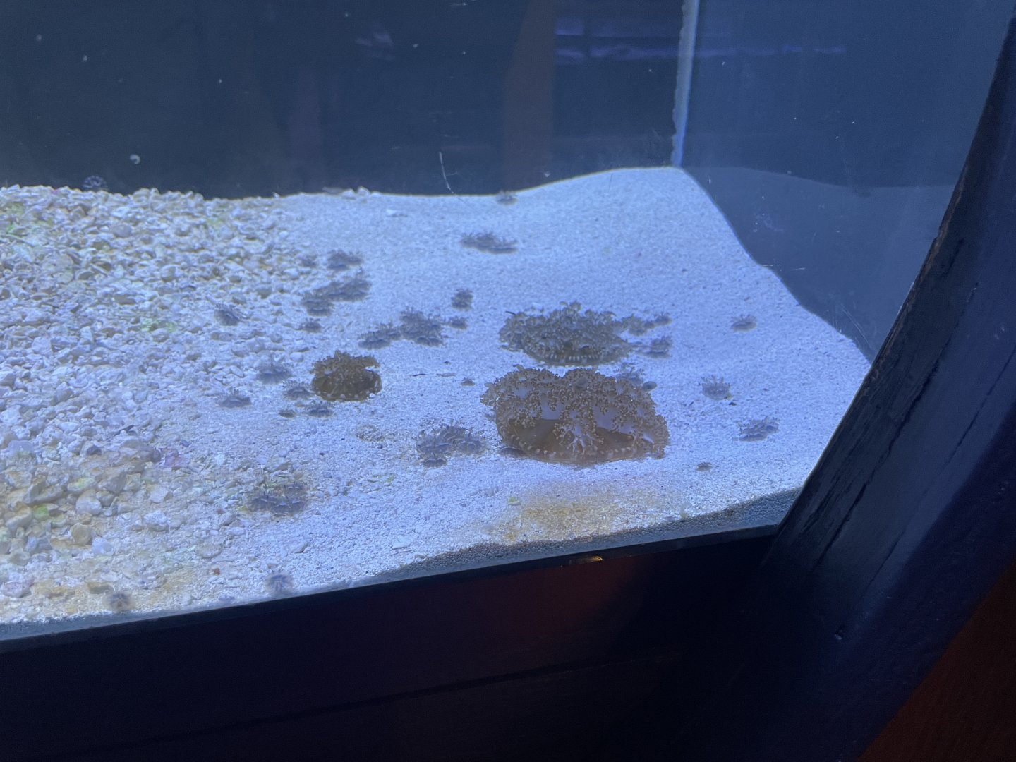 Upside-down Jellyfish (1/2/24)