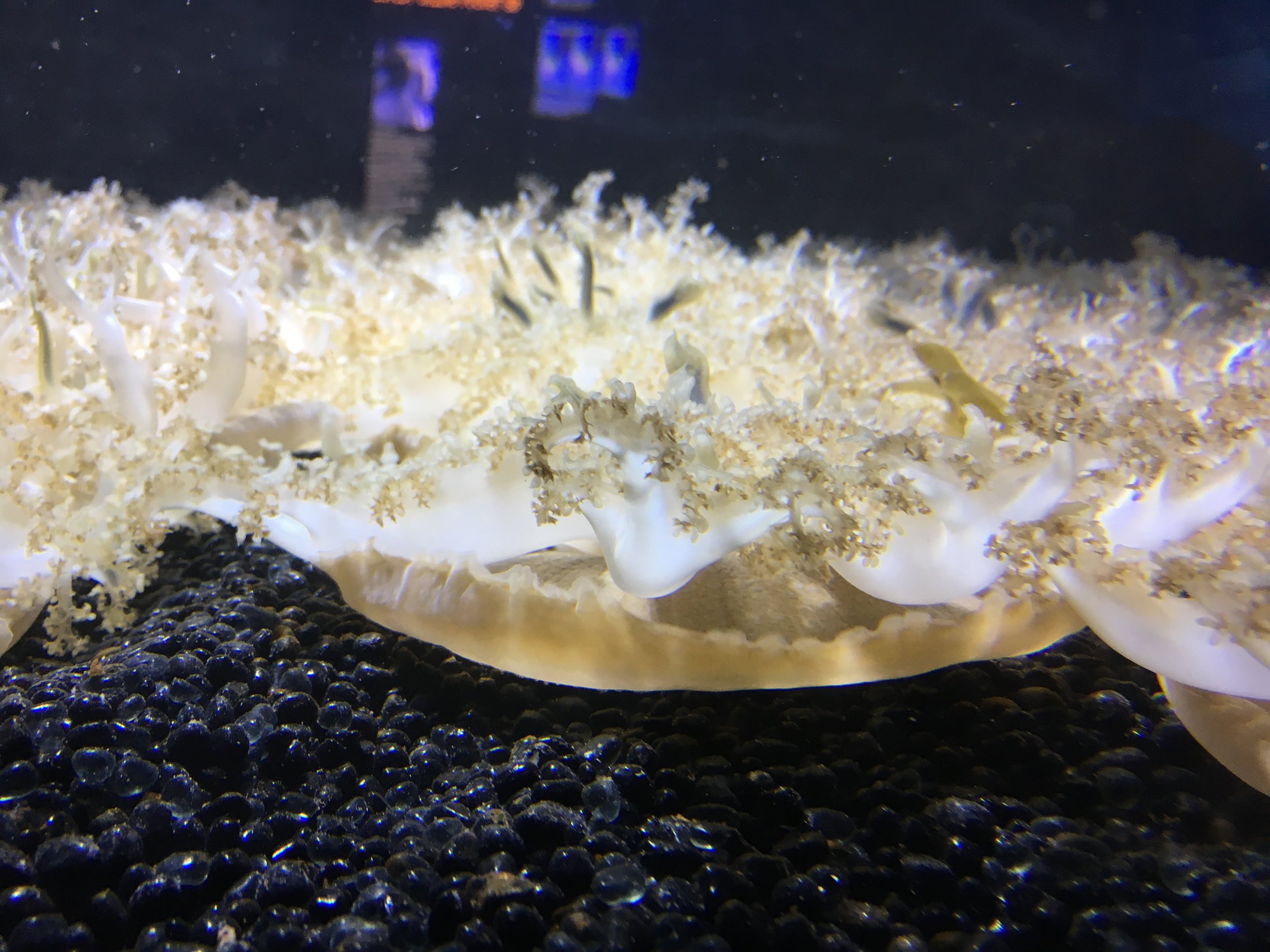 Upside Down Jellyfish (2016)