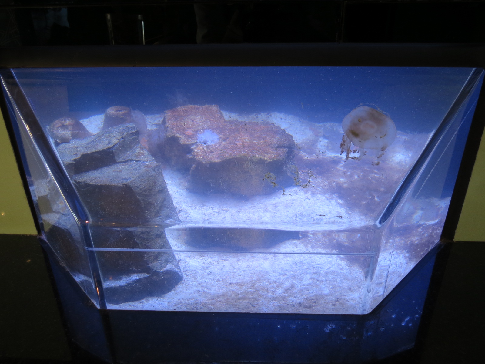 Upside-down Jellyfish and Neon Goby Exhibit