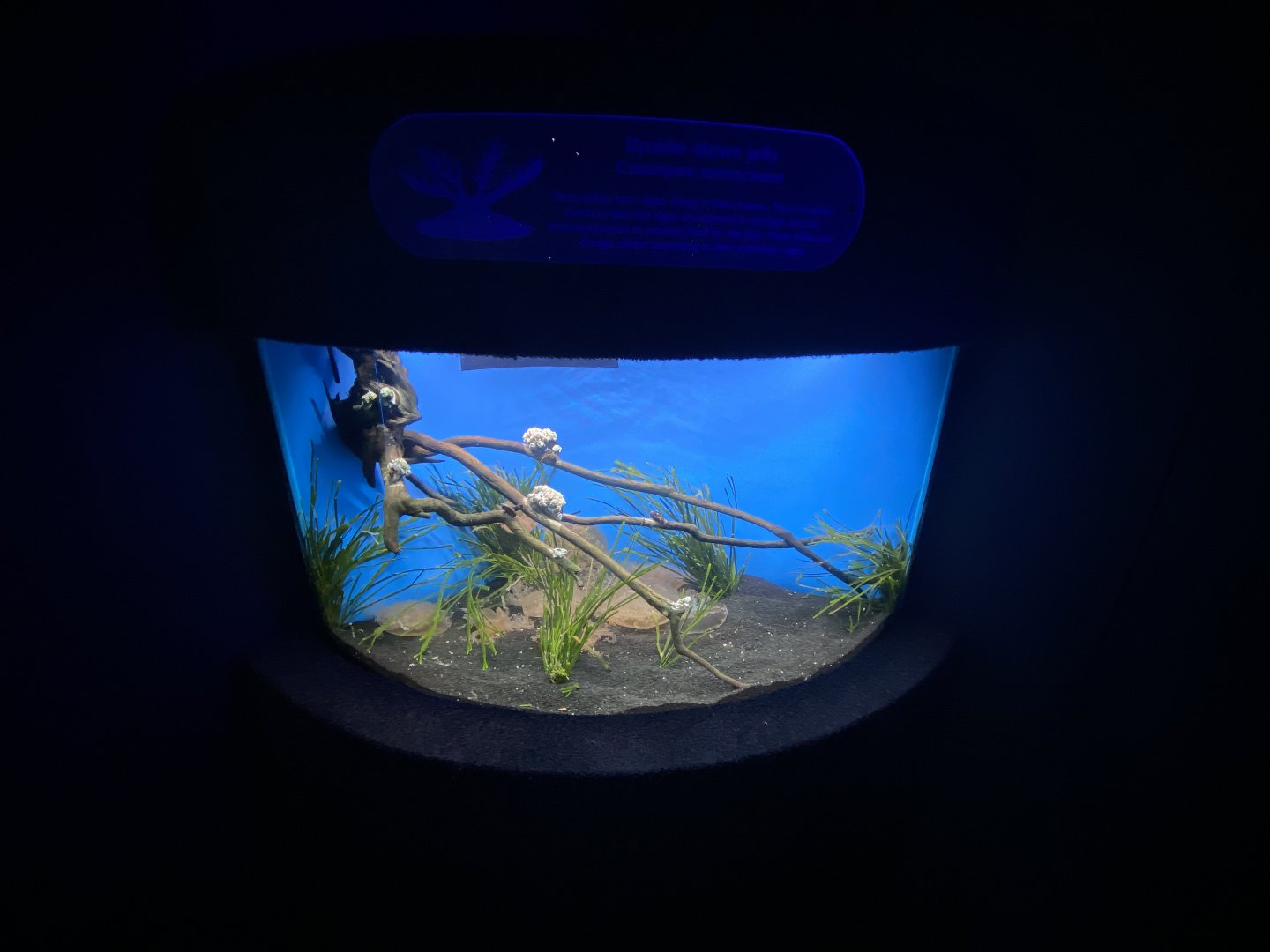 Upside down jellyfish aquarium