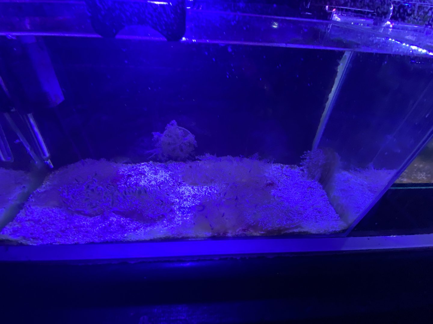 Upside down jellyfish aquarium