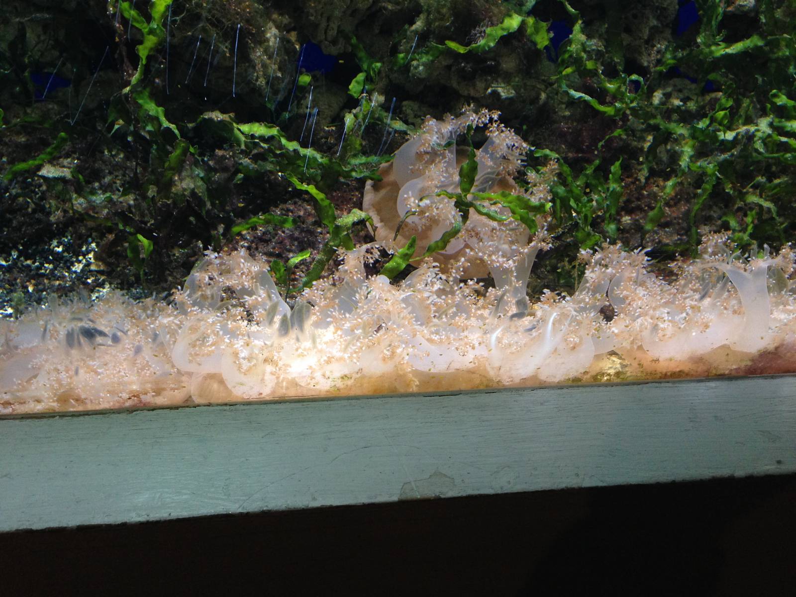 Upside-down Jellyfish at Blue Planet Aquarium - 05/10/2013