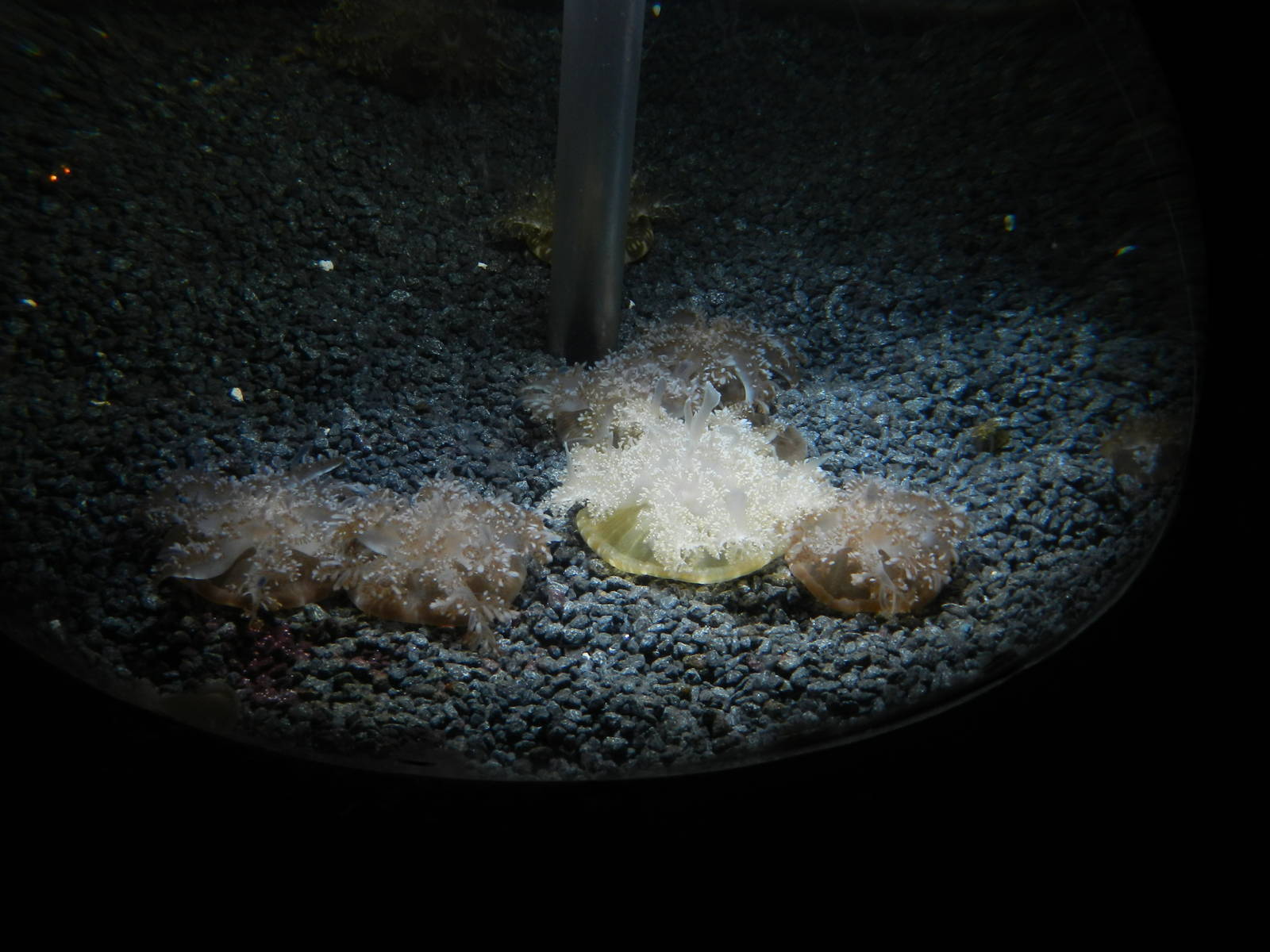 Upside-down Jellyfish at SEA LIFE Scarborough - 26/08/2012