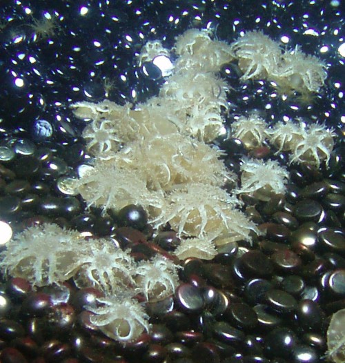 Upside-down Jellyfish (Cassiopea andromeda)