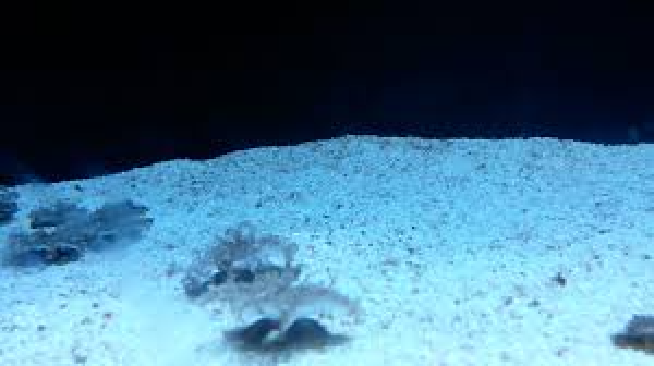 Upside Down Jellyfish (Cassiopea sp. Probably C. ornata)