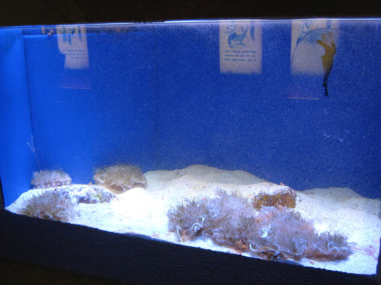 upside-down jellyfish (Cassiopea sp)