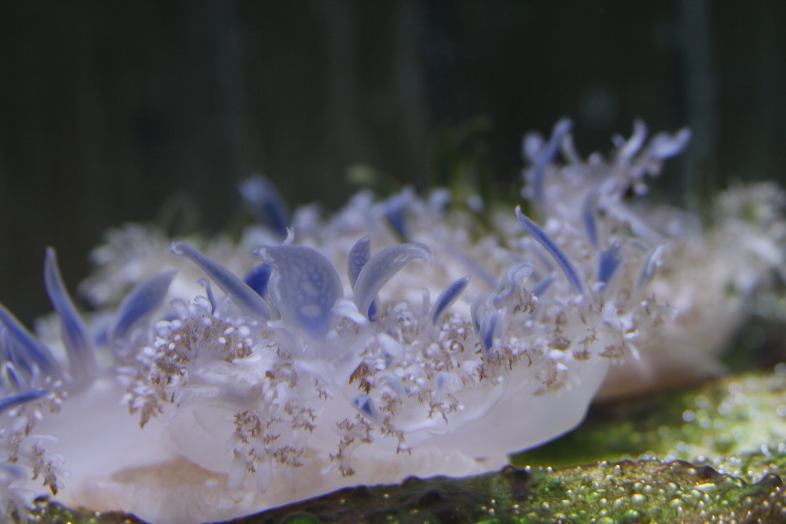 Upside-down jellyfish (Cassiopea sp.)