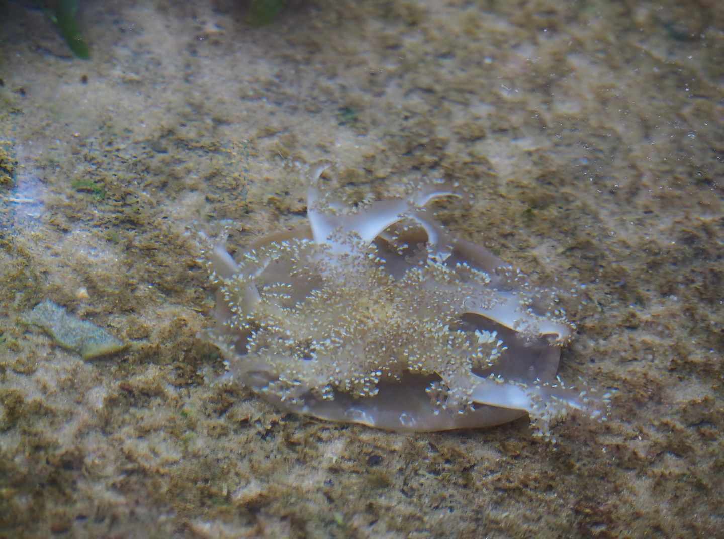Upside-down jellyfish (Cassiopea xamachana), 2023-10-07
