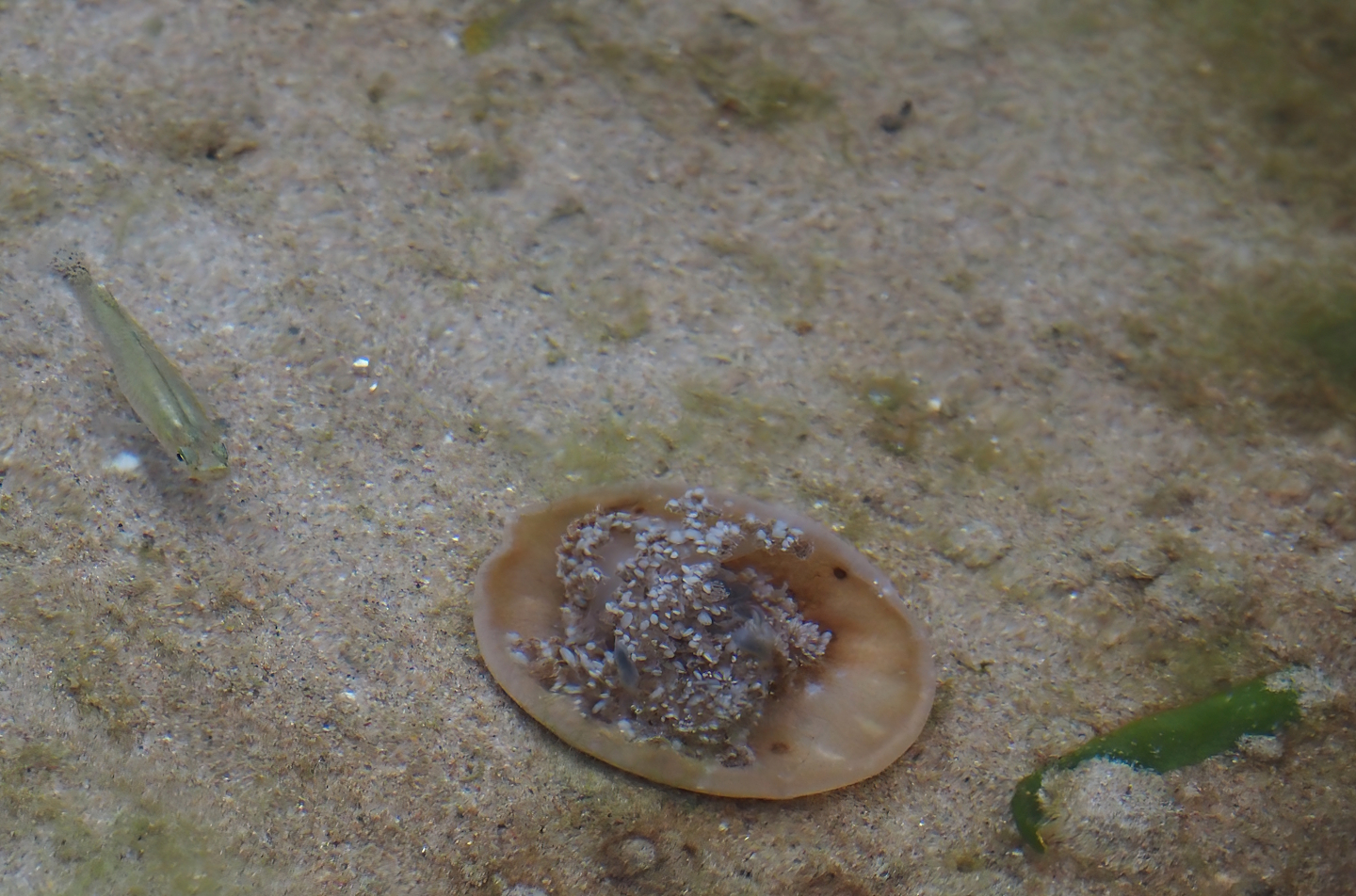 Upside-down jellyfish (Cassiopea xamachana), 2025-05-17