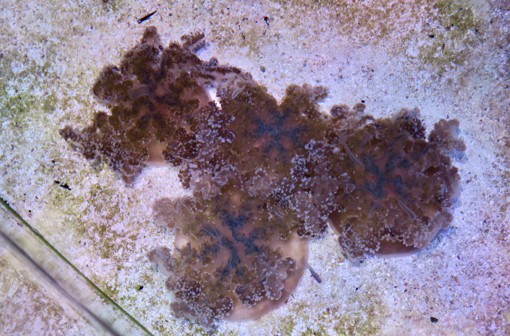 Upside-Down Jellyfish (Cassiopea xamachana)