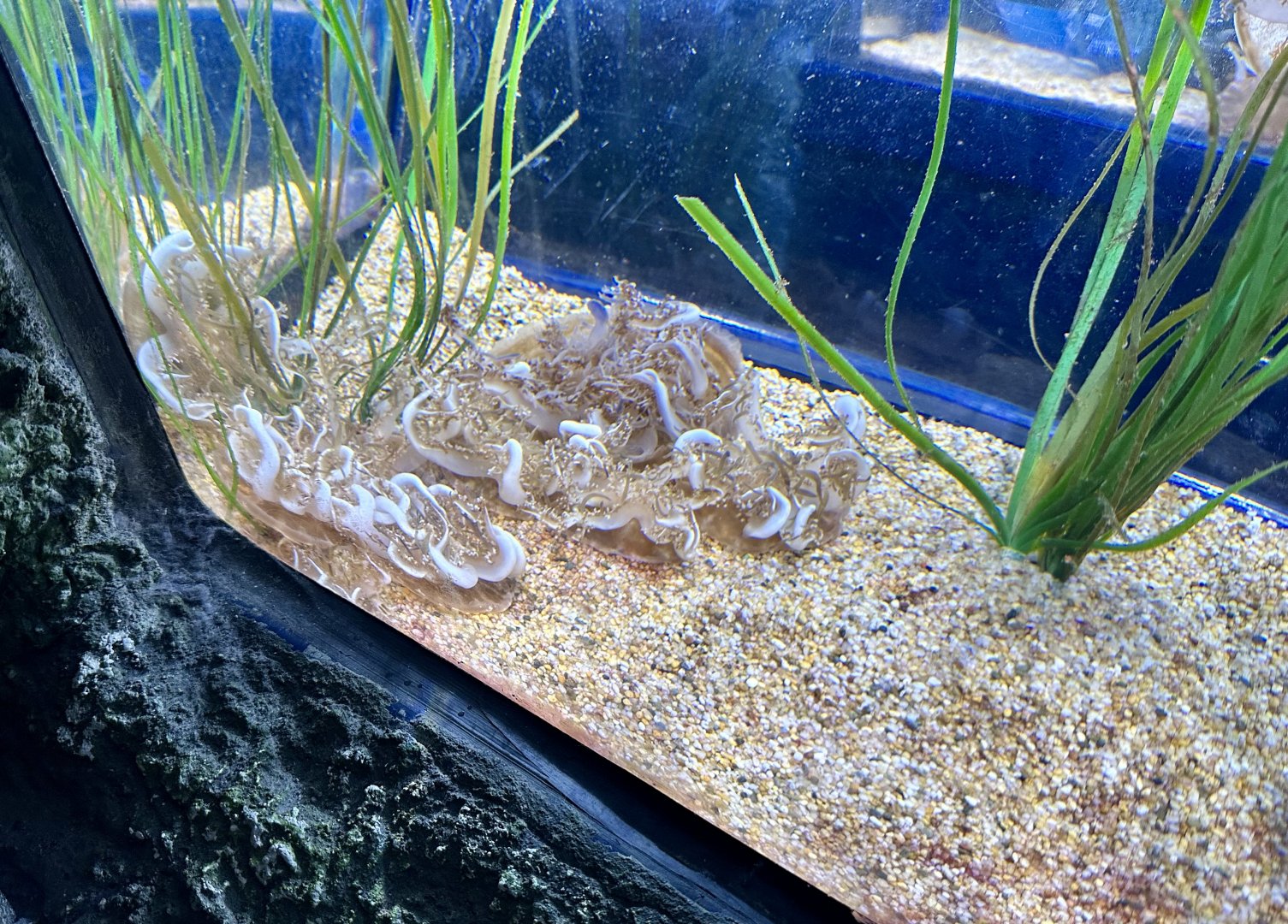 Upside down jellyfish (Cassiopea xamachana)