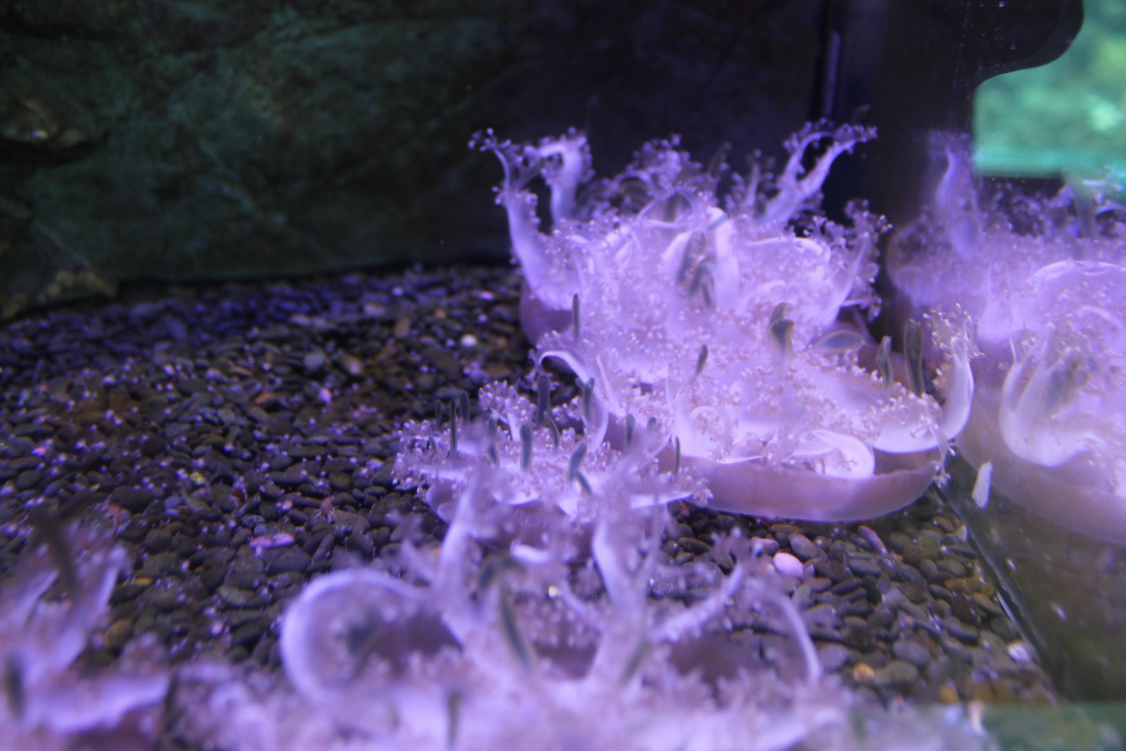 Upside-down Jellyfish (Cassipoea sp.)