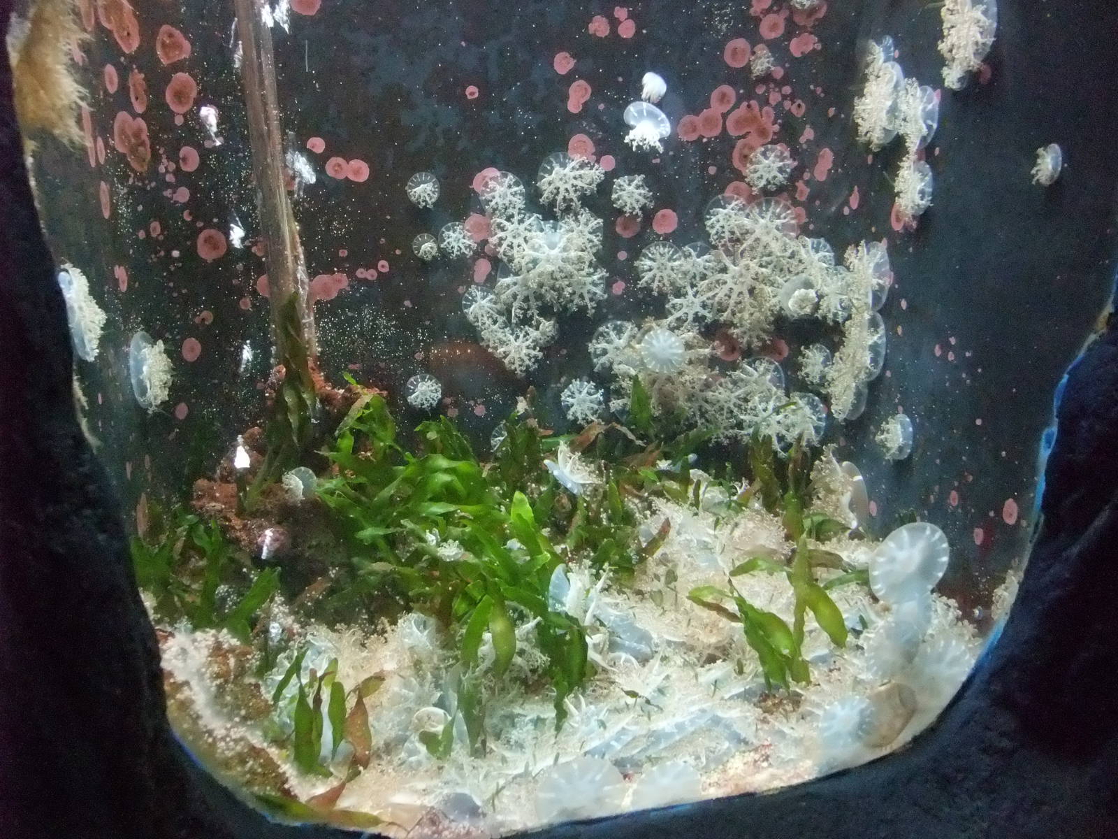 Upside-down Jellyfish Exhibit at Barcelona Aquarium, 31/05/11