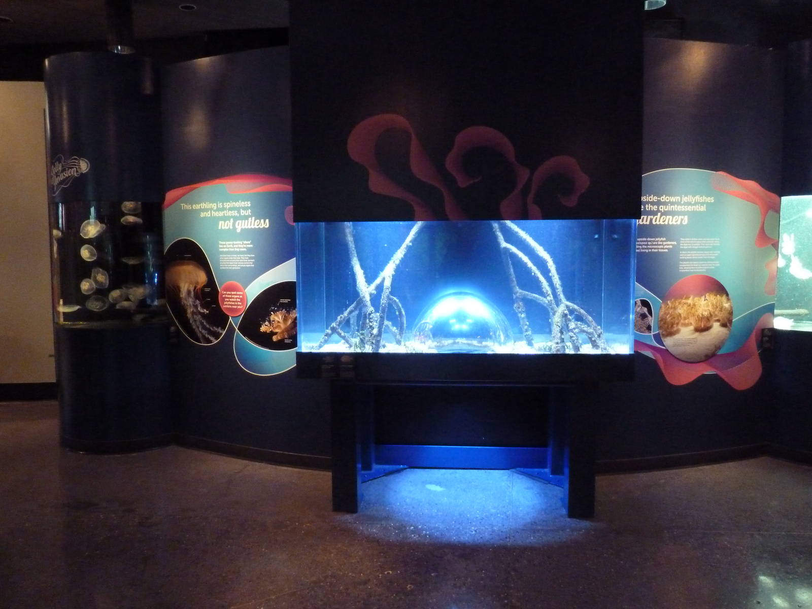 Upside-Down Jellyfish Exhibit