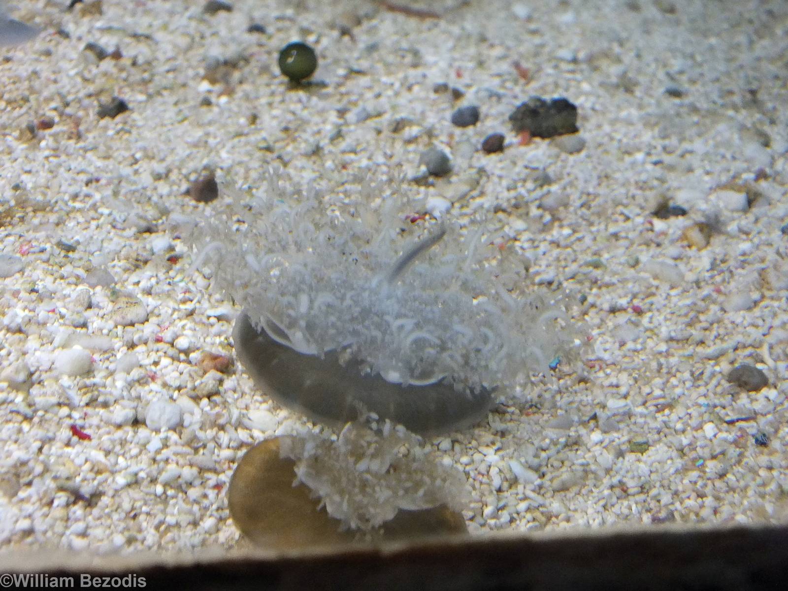Upside-down Jellyfish in Underwater World