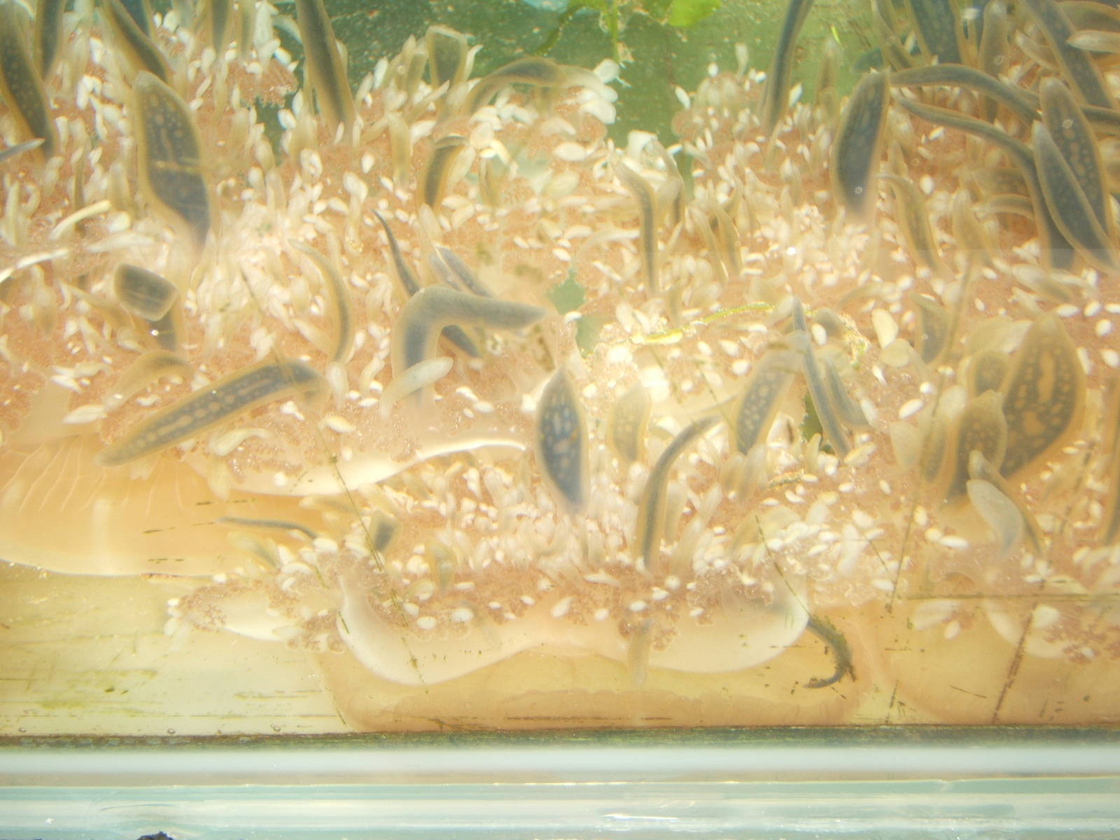 Upside-down Jellyfish (Lassiopea xamachana)