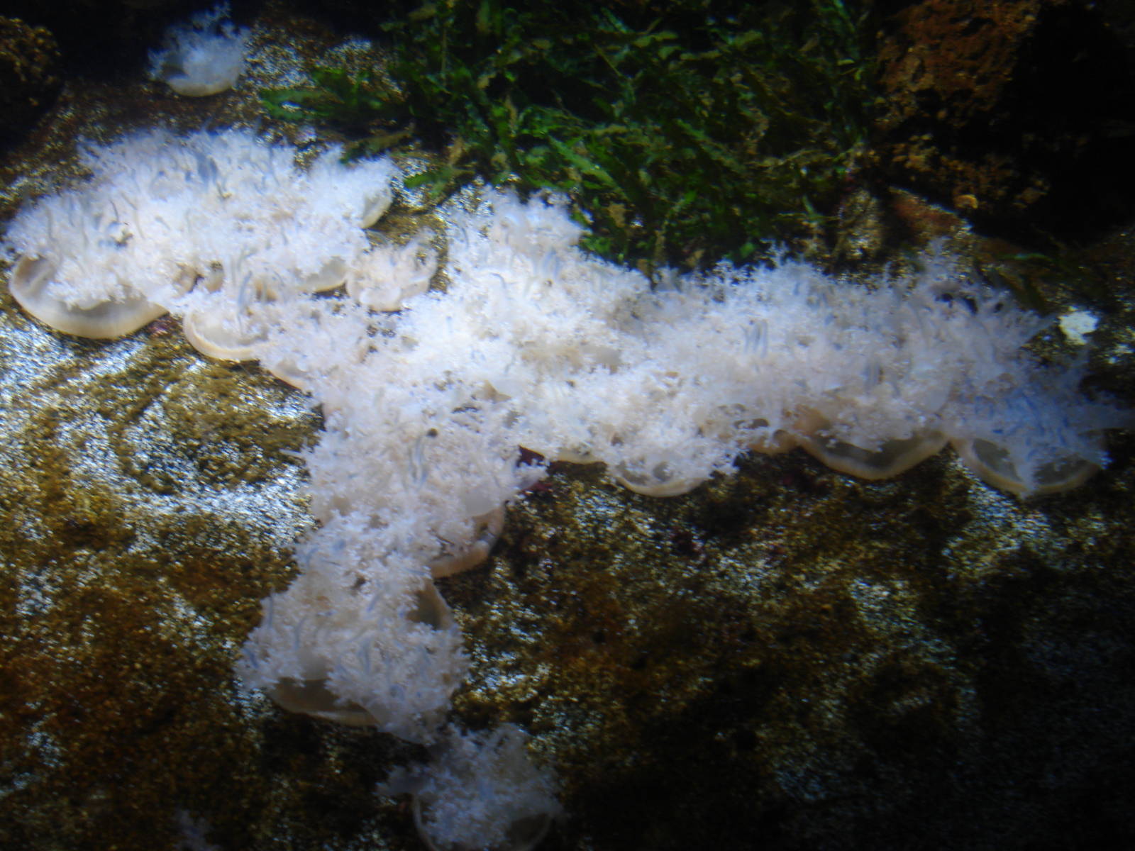 Upside down jellyfish tank, 02/05/2009