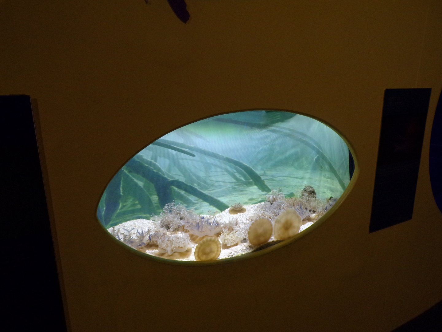 Upside down jellyfish tank 11.2.25