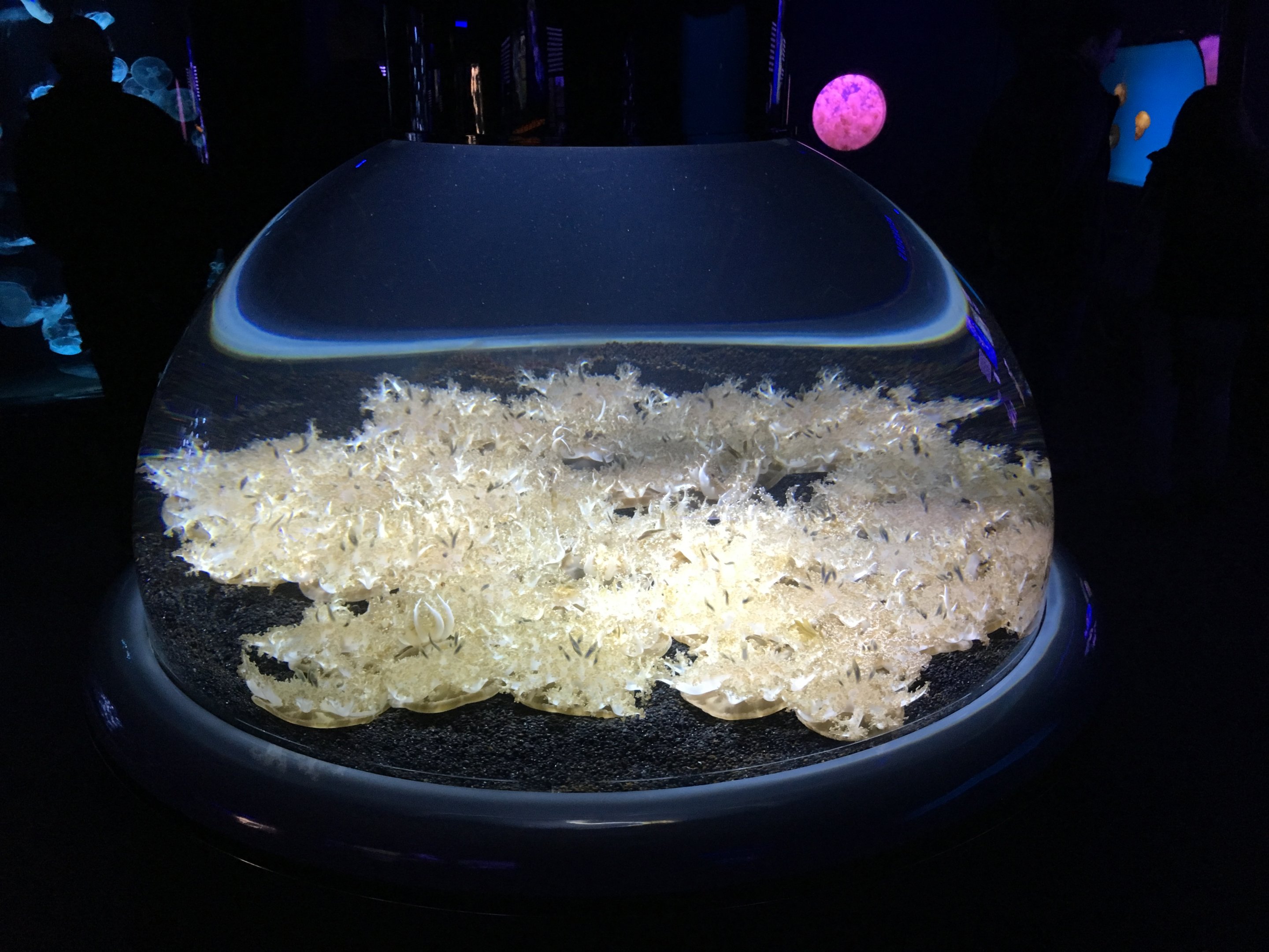 Upside Down Jellyfish Tank (2016)