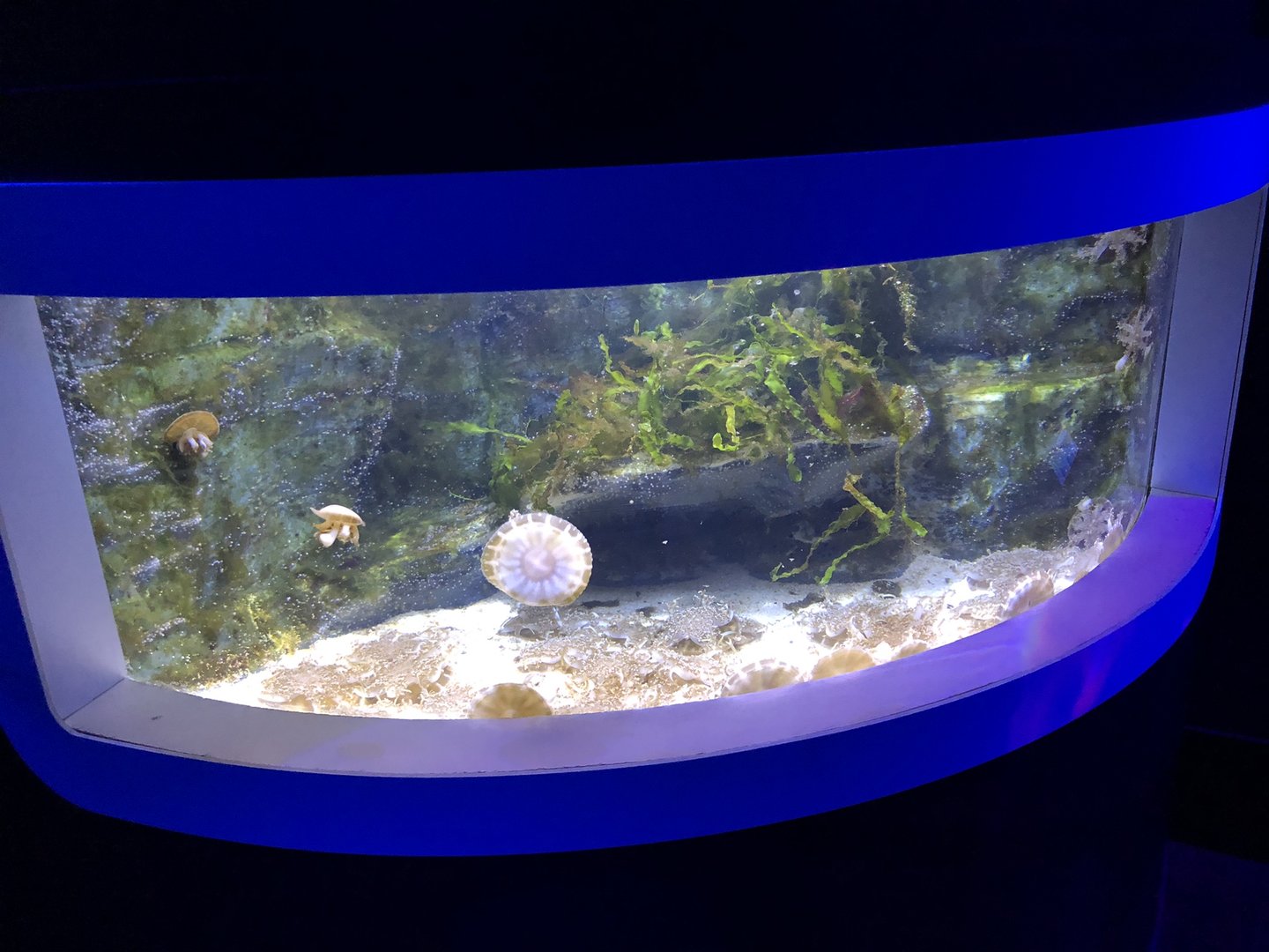 Upside-down Jellyfish Tank at SEA LIFE Scarborough (September 2022)