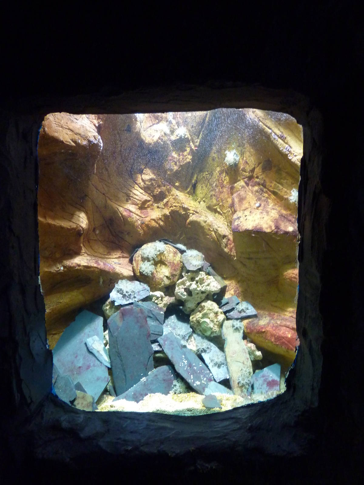 Upside-down jellyfish tank