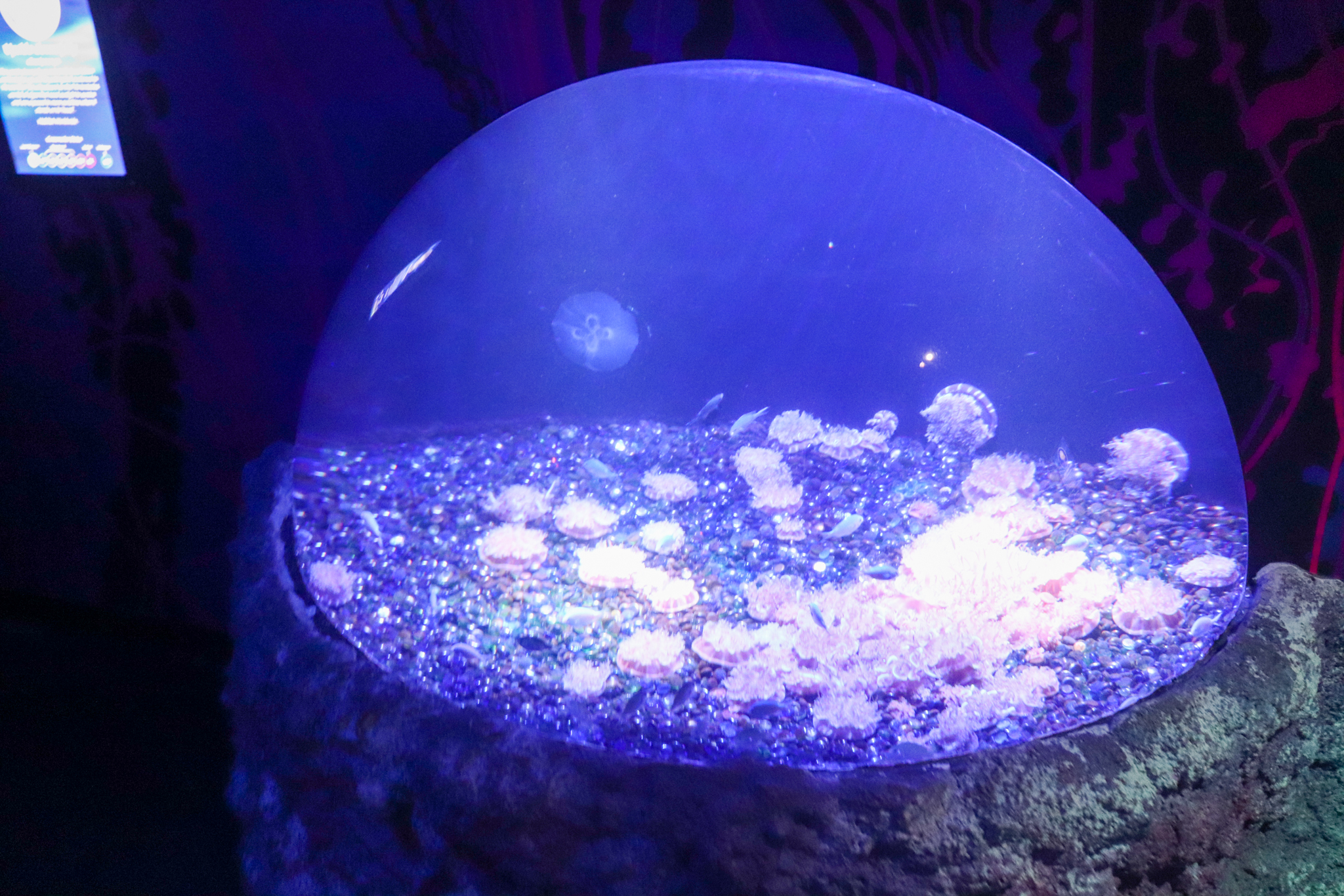 Upside Down Jellyfish Tank