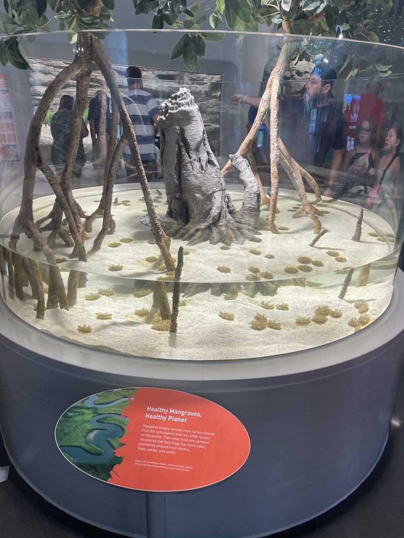 Upside-down Jellyfish Tank