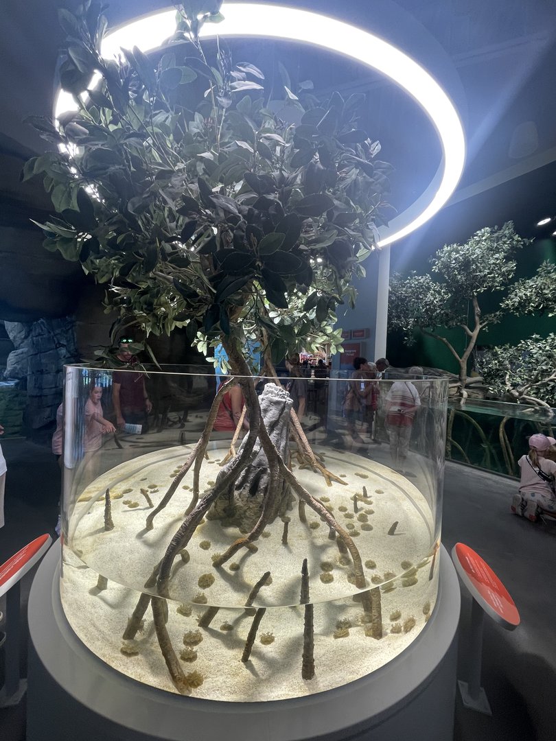 Upside-down Jellyfish tank