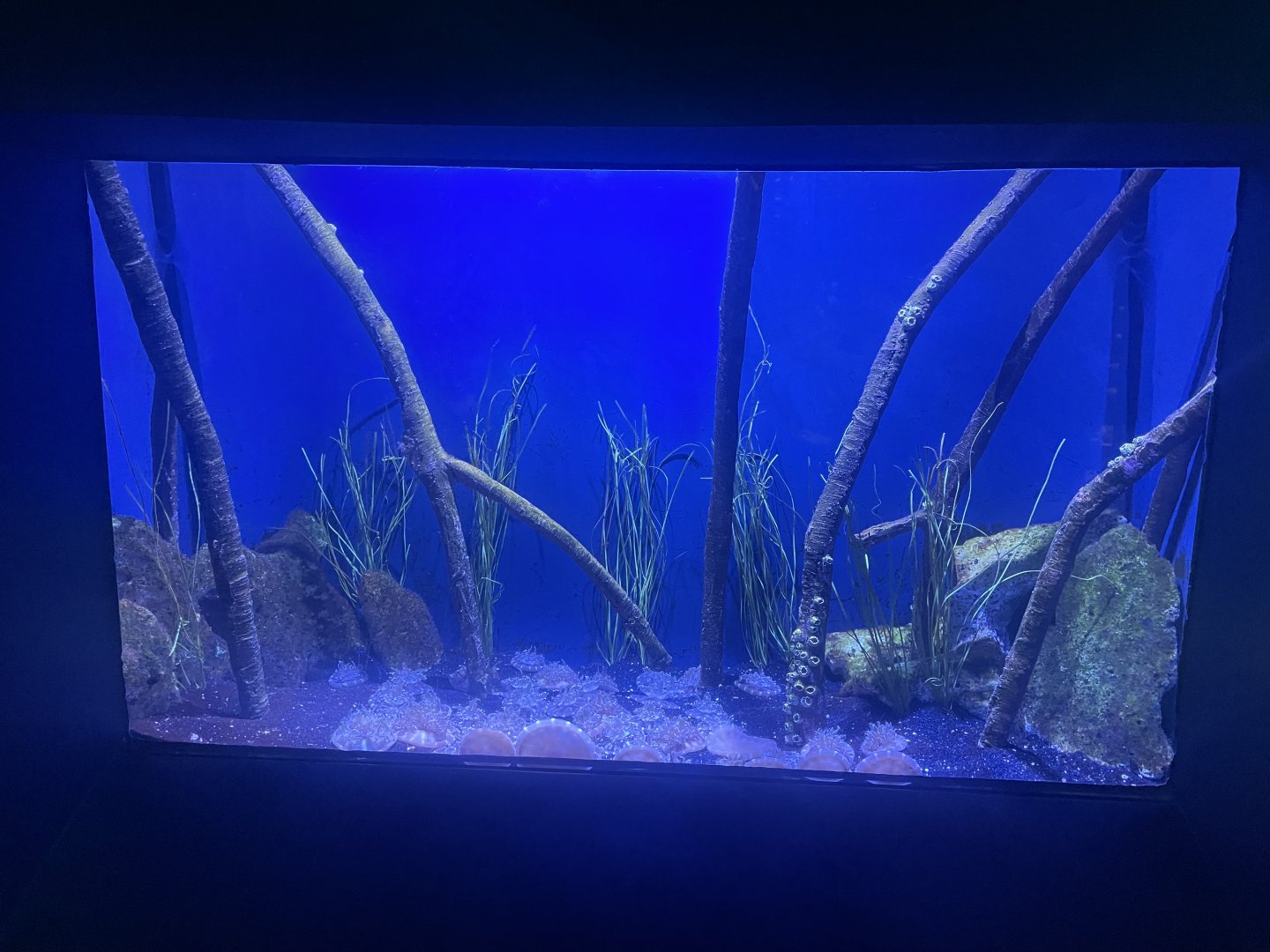 Upside Down Jellyfish Tank