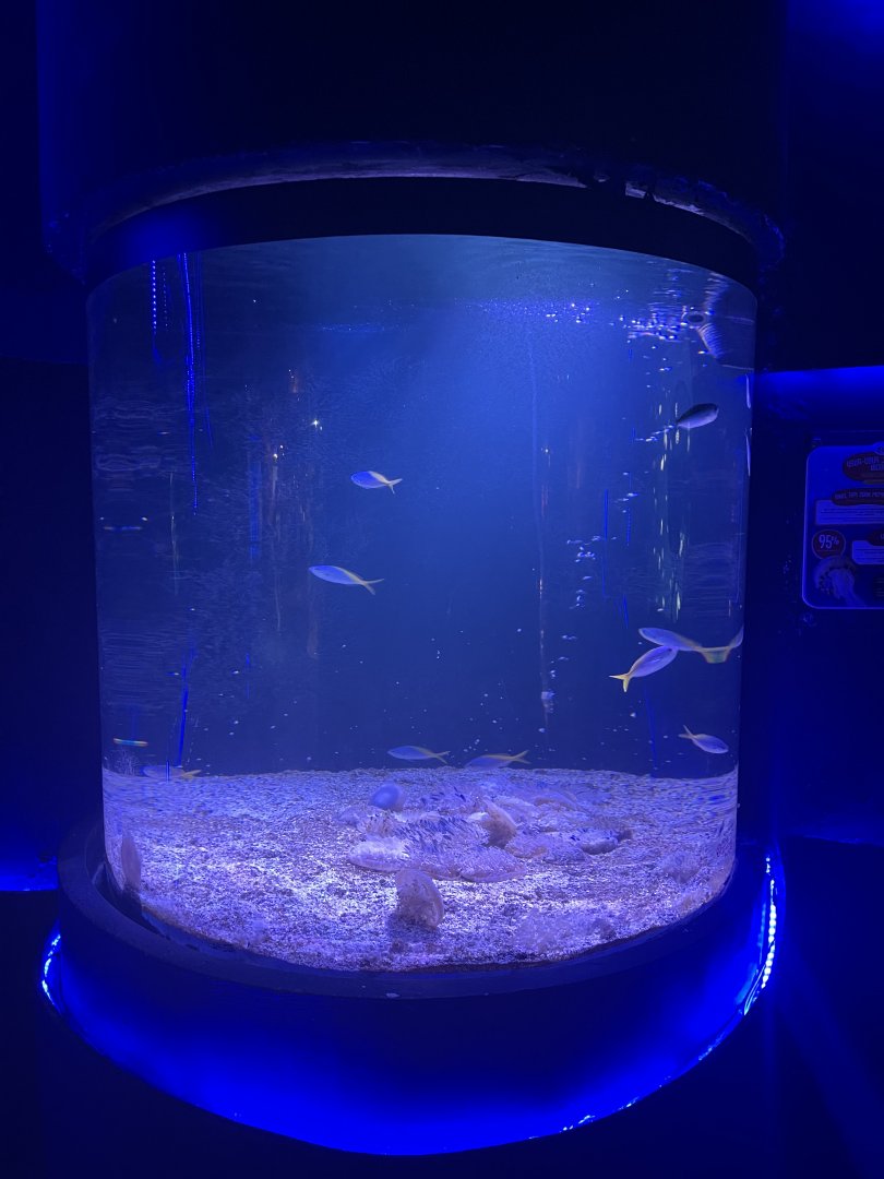 upside-down jellyfish tank