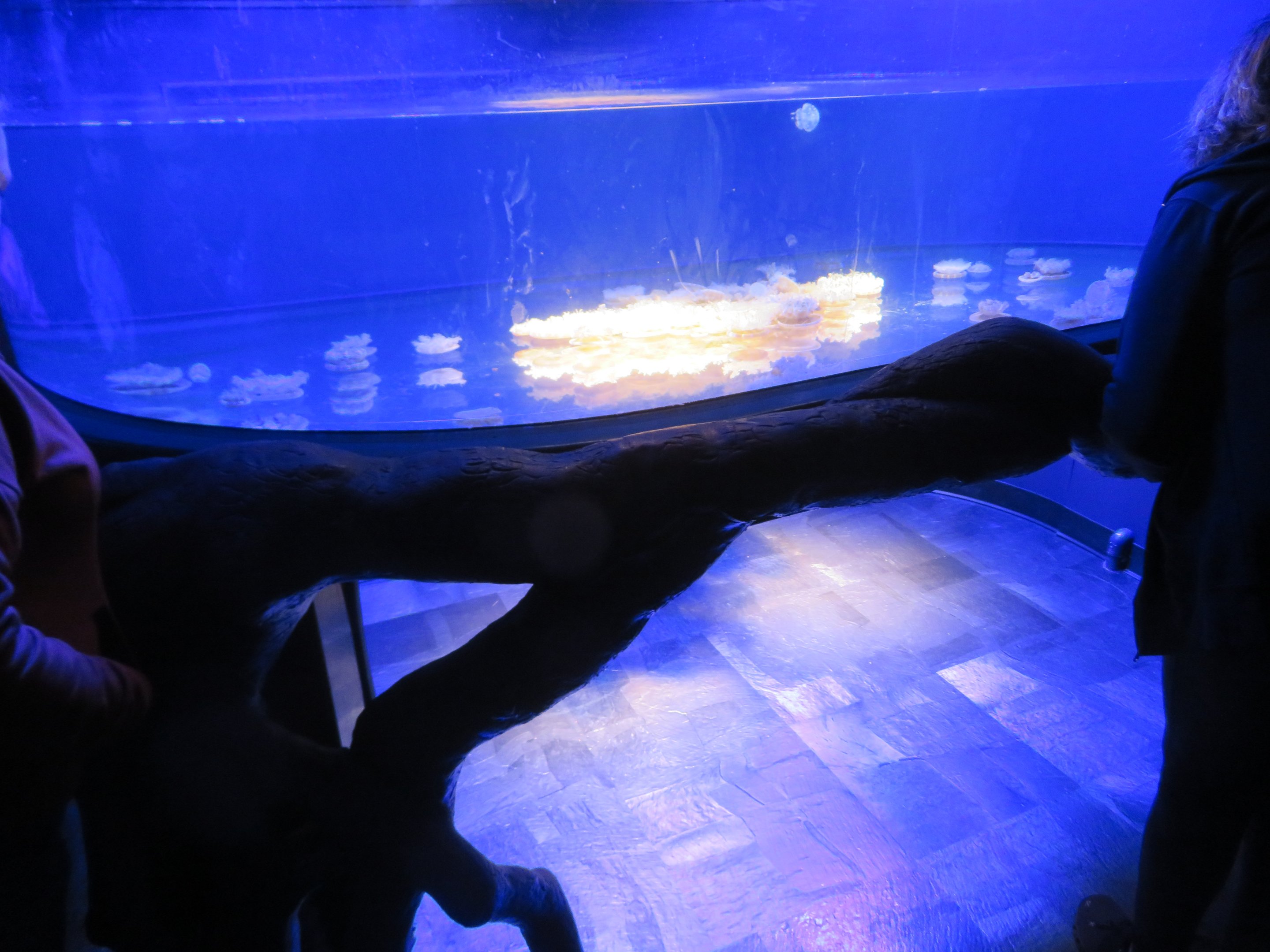 Upside Down Jellyfish Tank