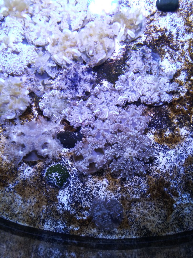 Upside down jellyfish (Unspecified Cassiopea)