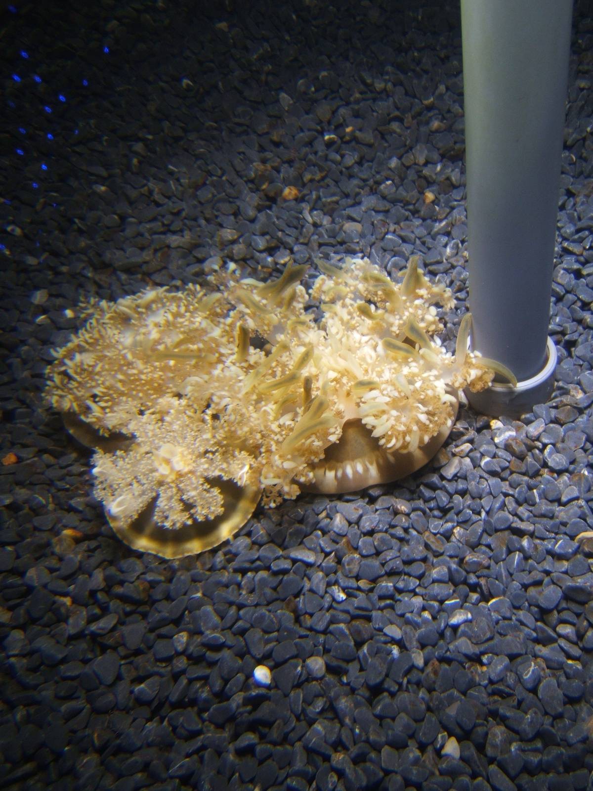 Upside-down Jellyfish