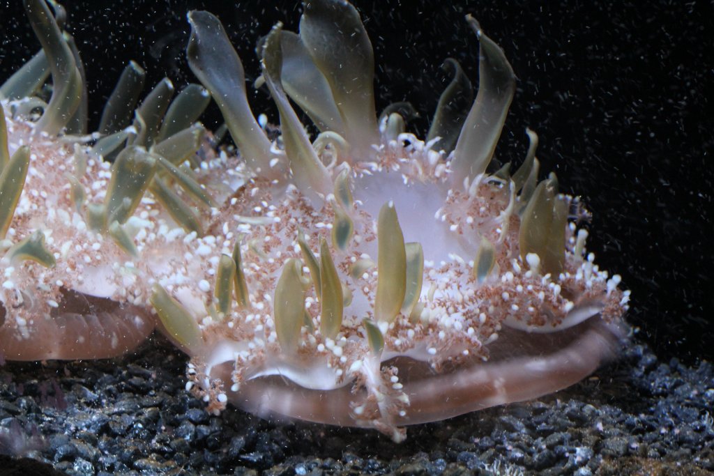 Upside-down Jellyfish