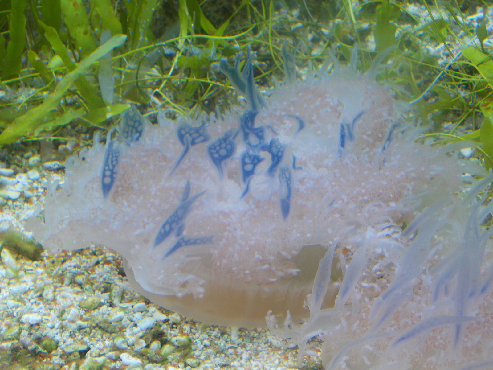 Upside down jellyfish