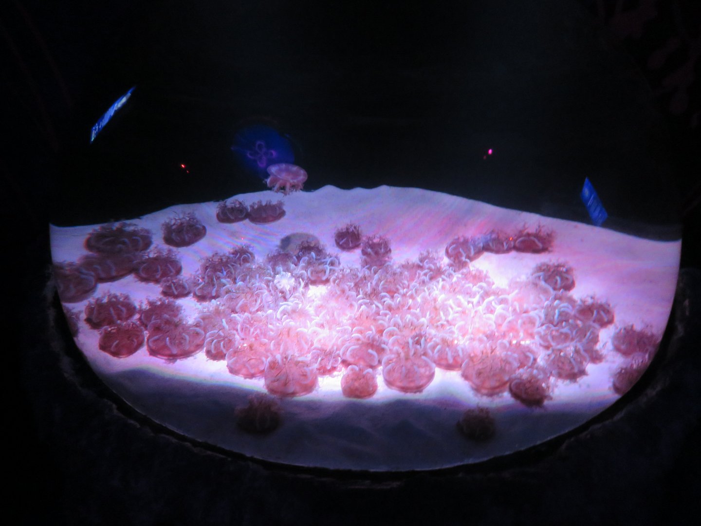 Upside down jellyfish