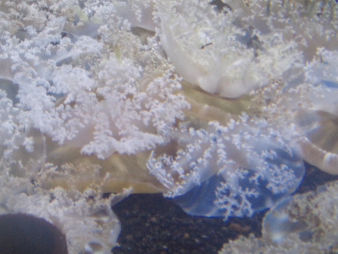 Upside-down jellyfish