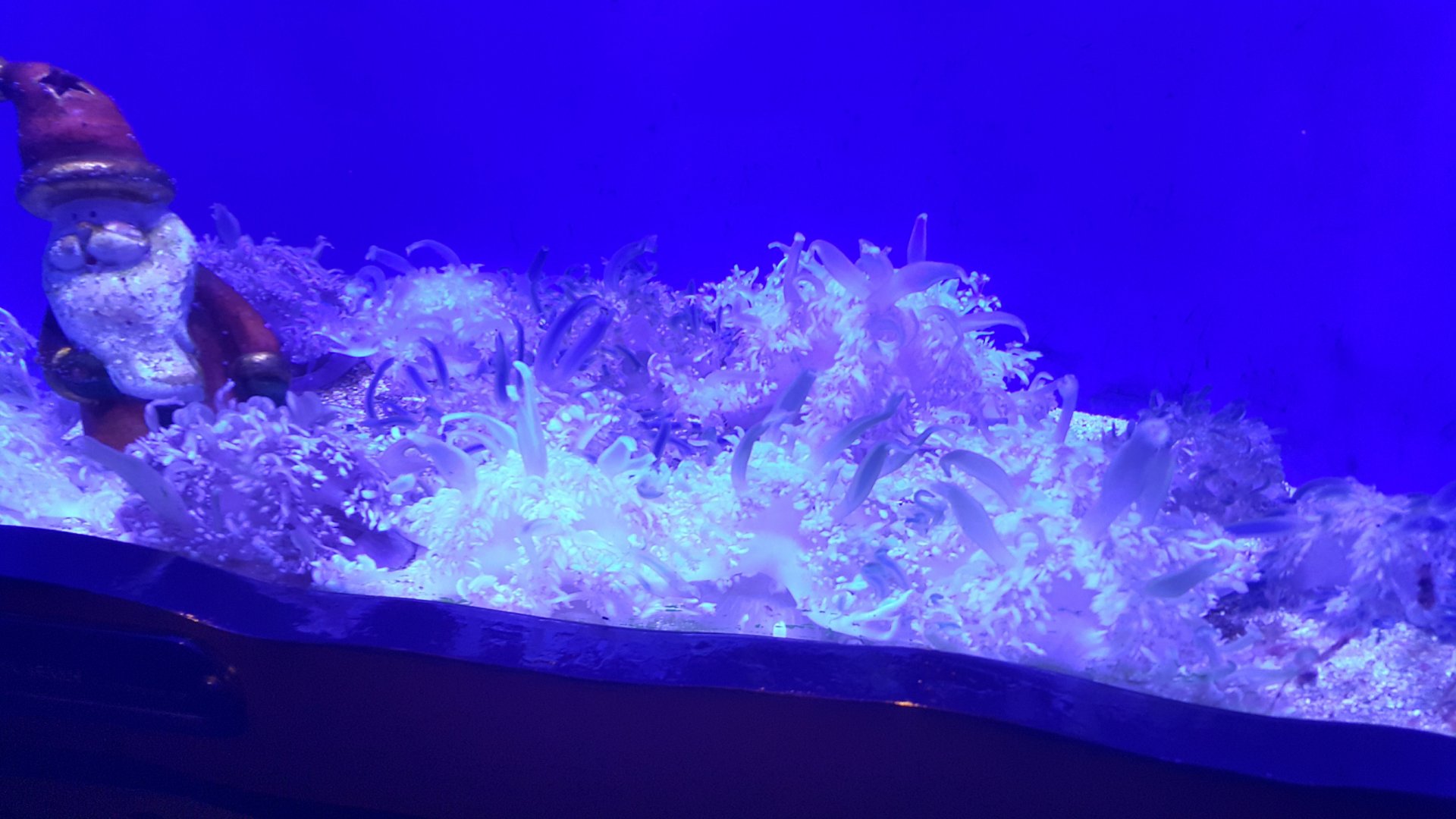 Upside Down Jellyfish
