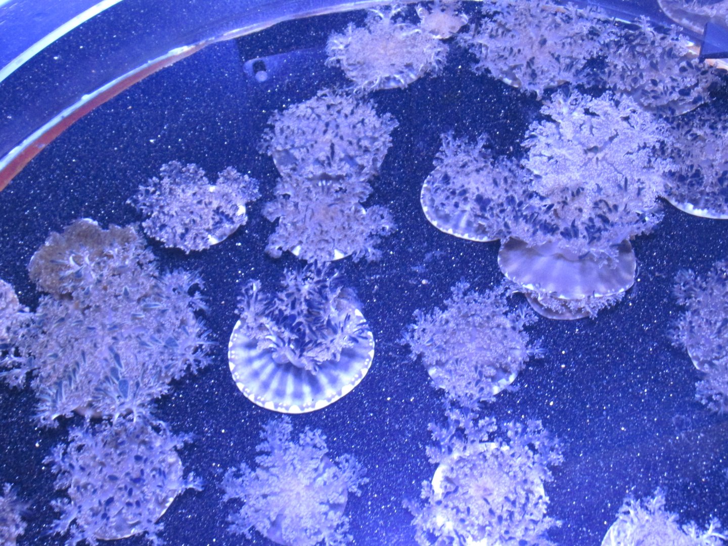 upside down jellyfish