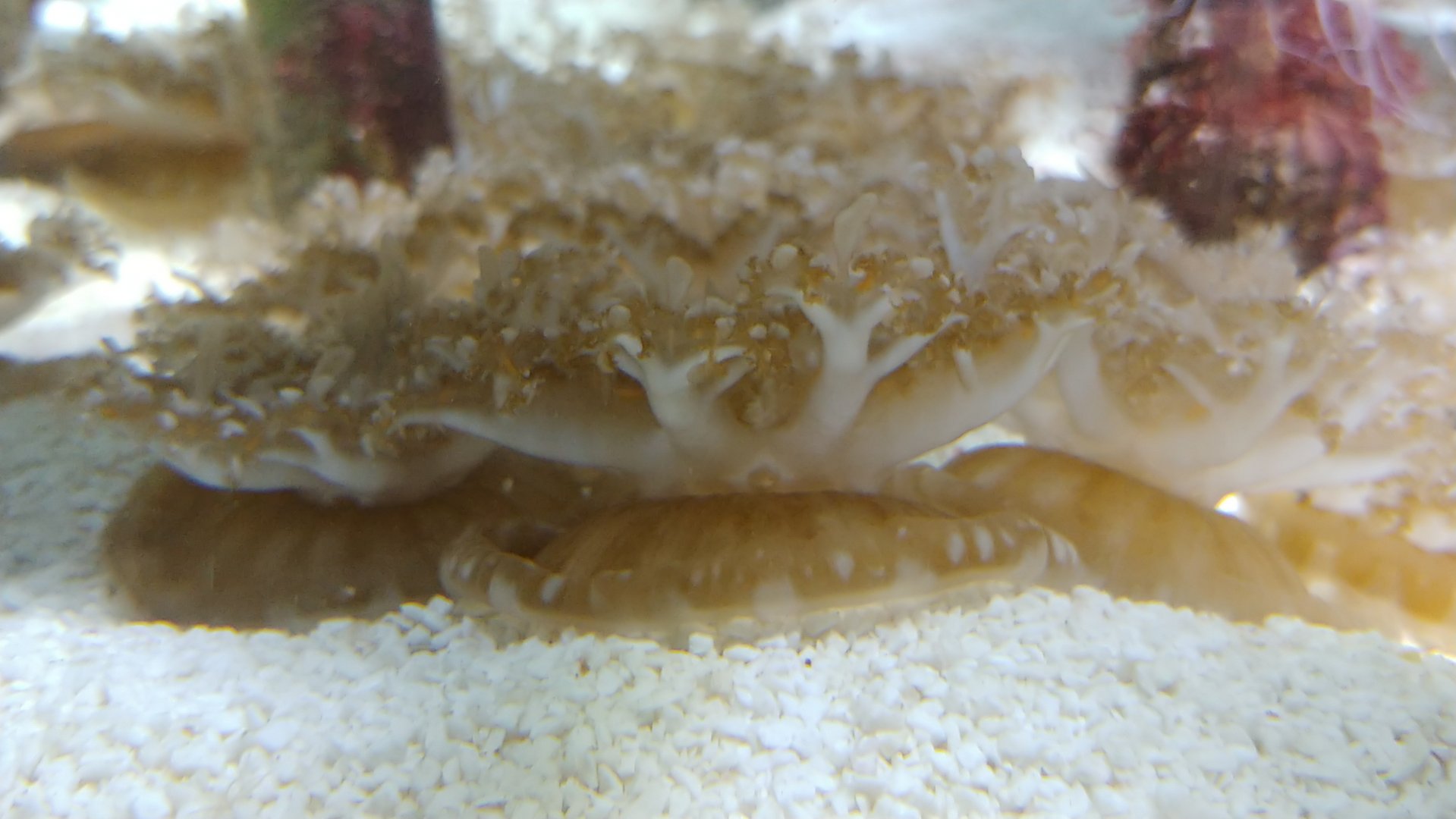 Upside-down jellyfish