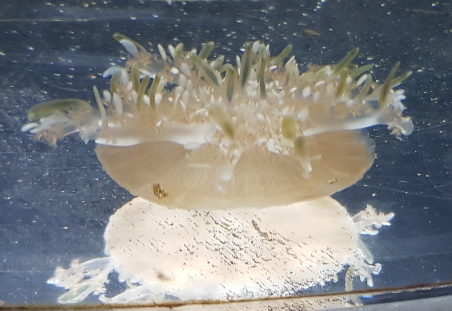 Upside-down jellyfish