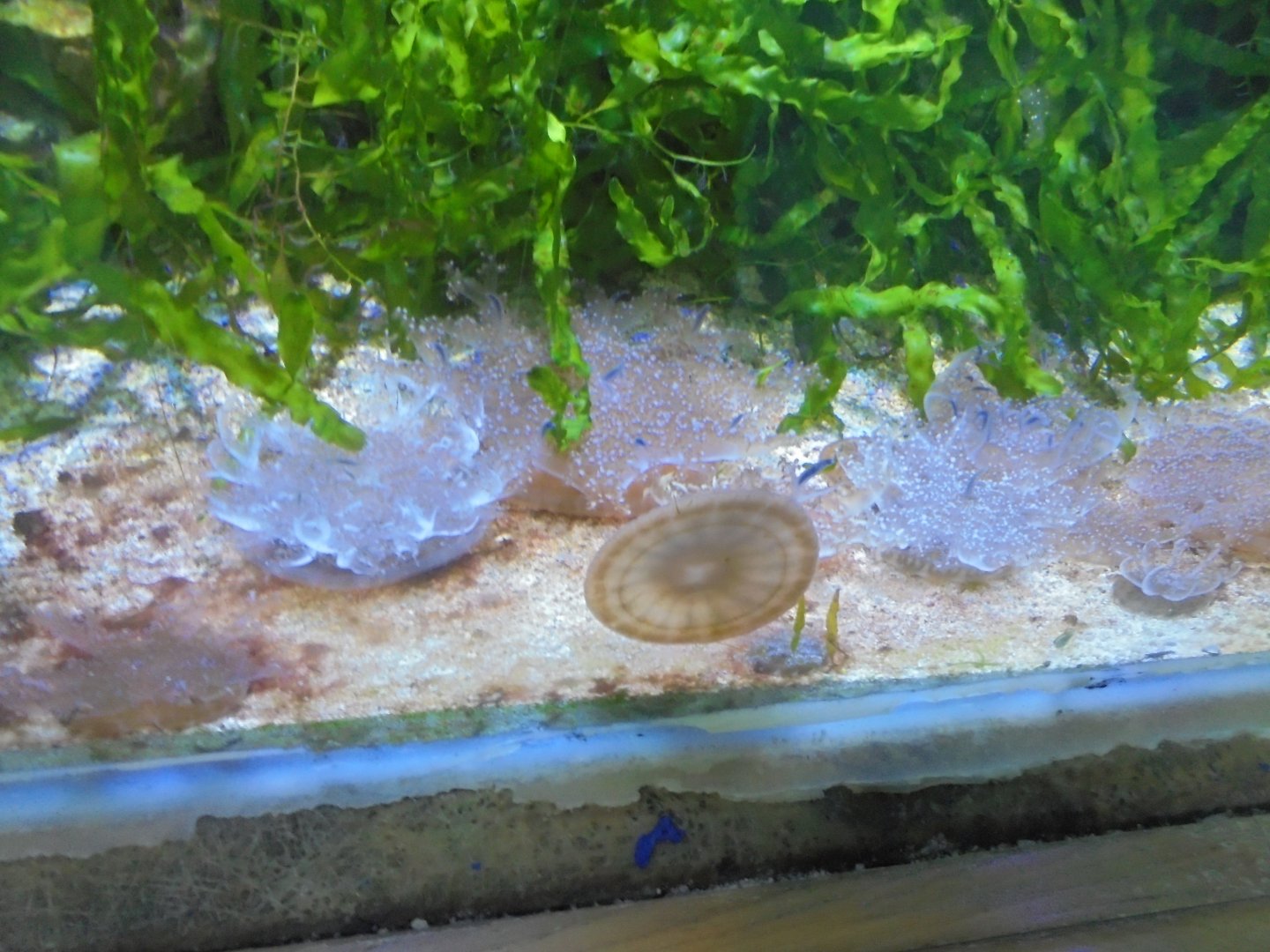 Upside-down jellyfish