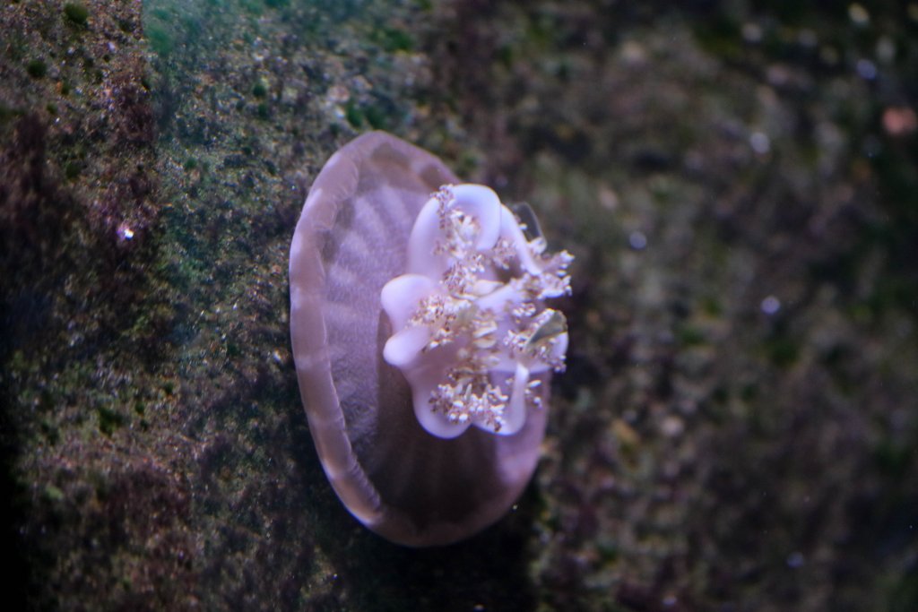 Upside-down Jellyfish