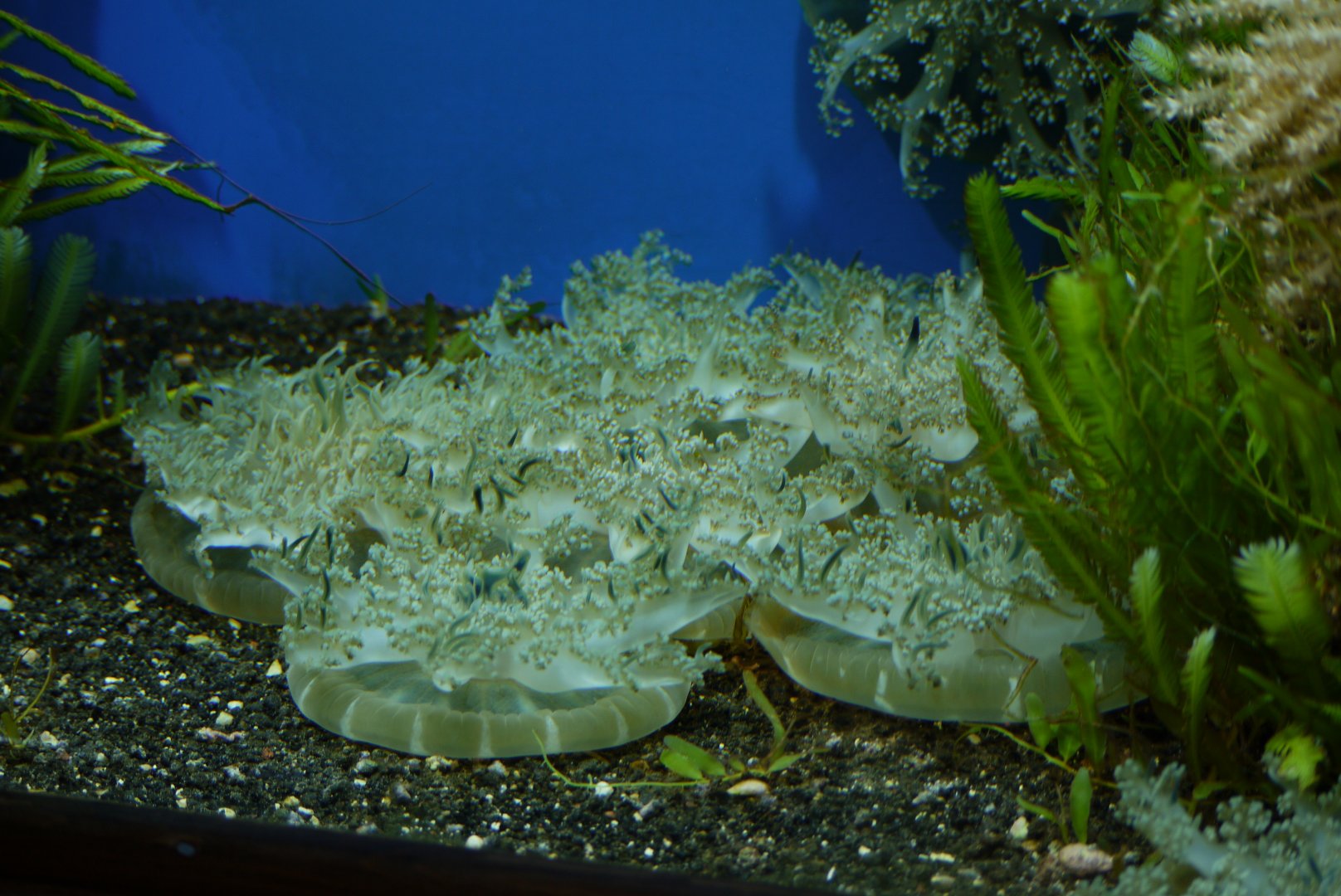 Upside-Down Jellyfish