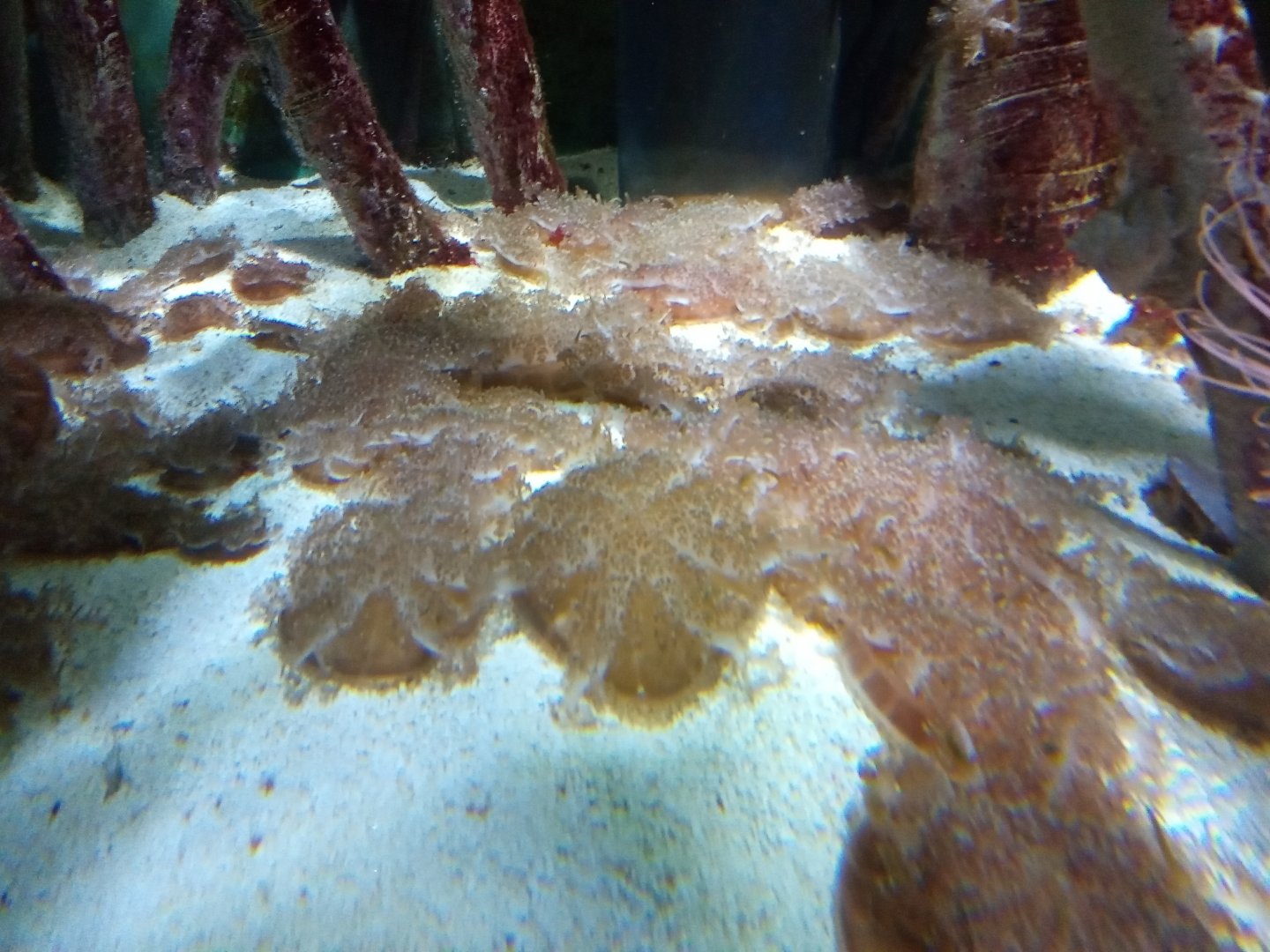 Upside-down jellyfish