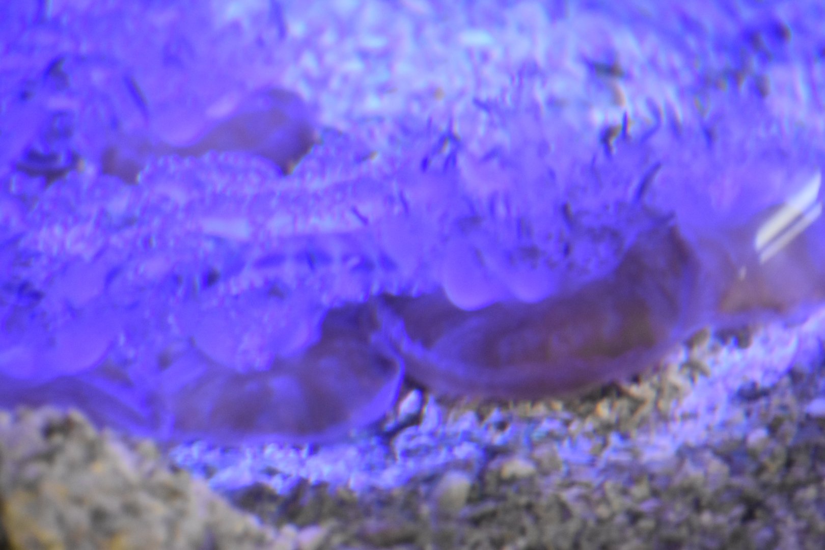 Upside-down Jellyfish