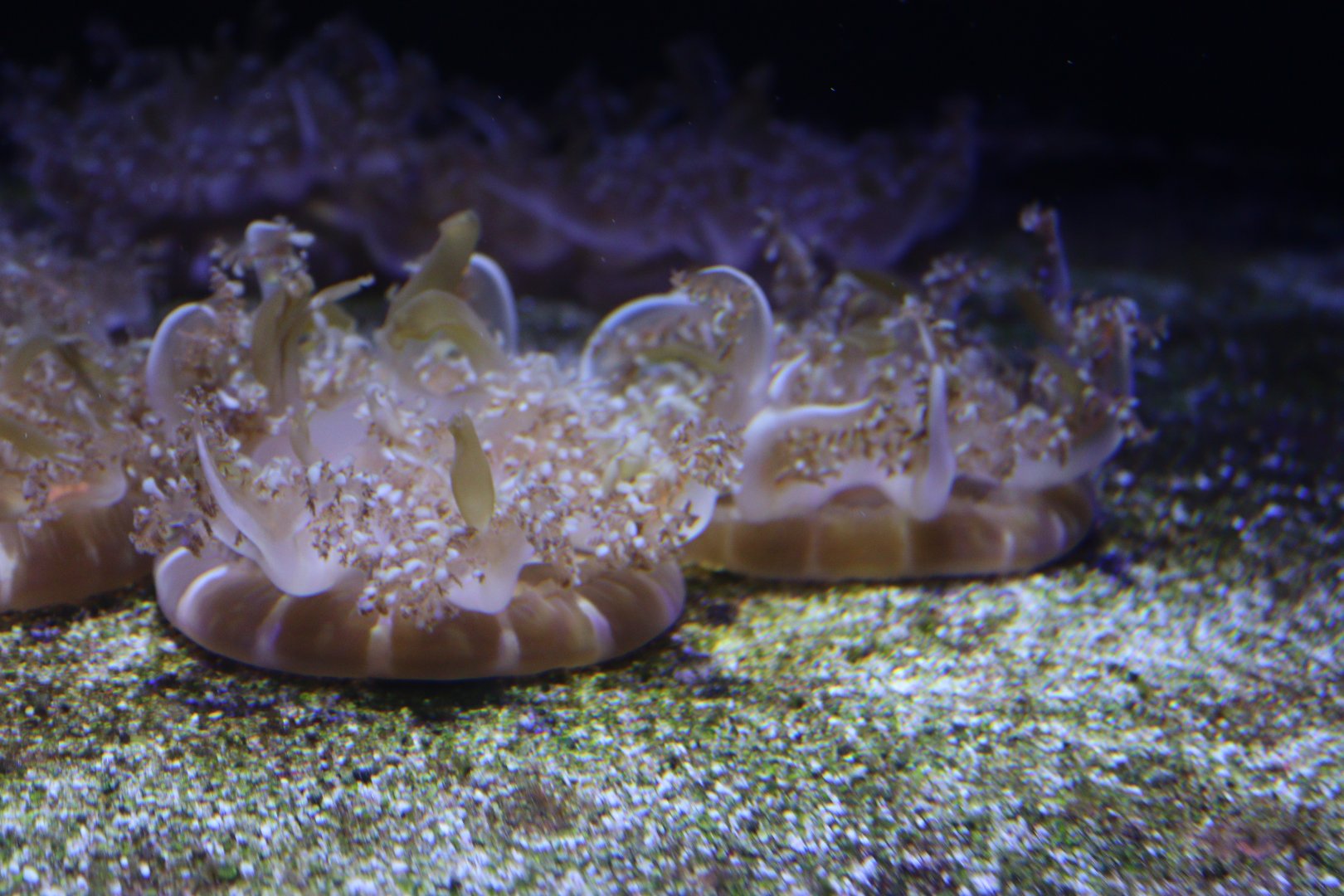 Upside-down Jellyfish