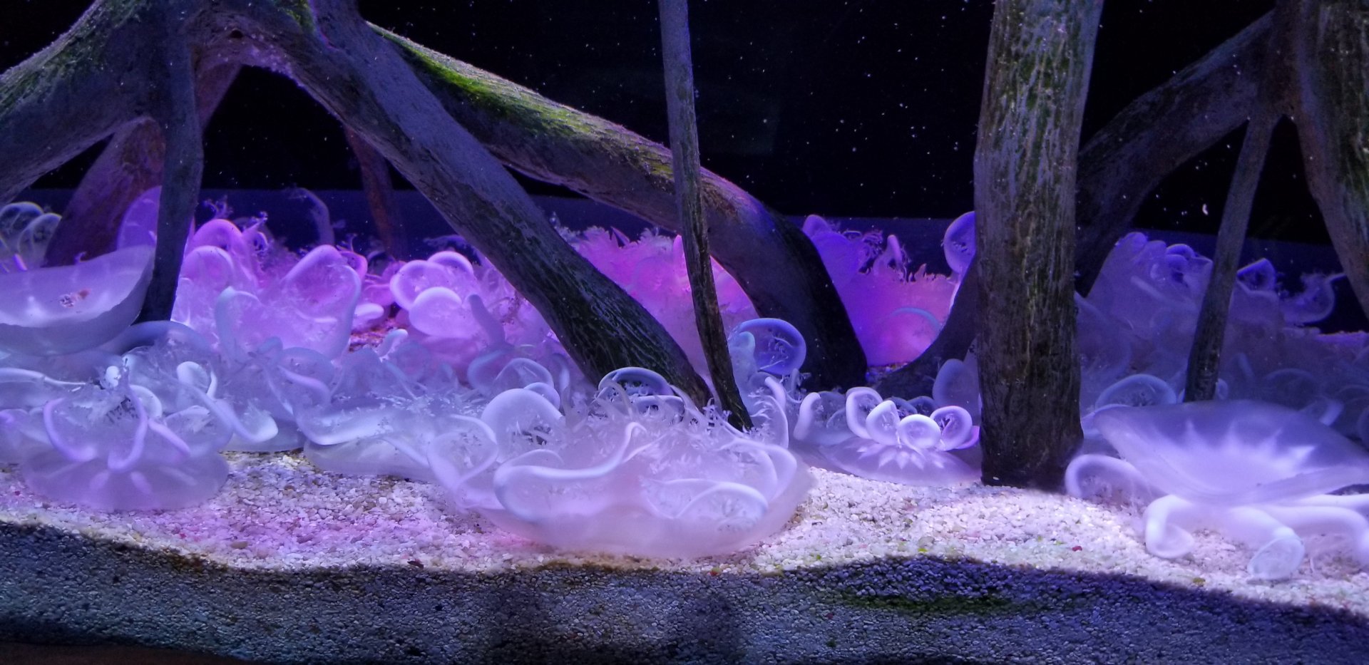 Upside-down Jellyfish