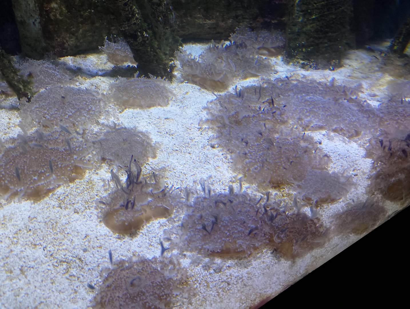 Upside-down jellyfish